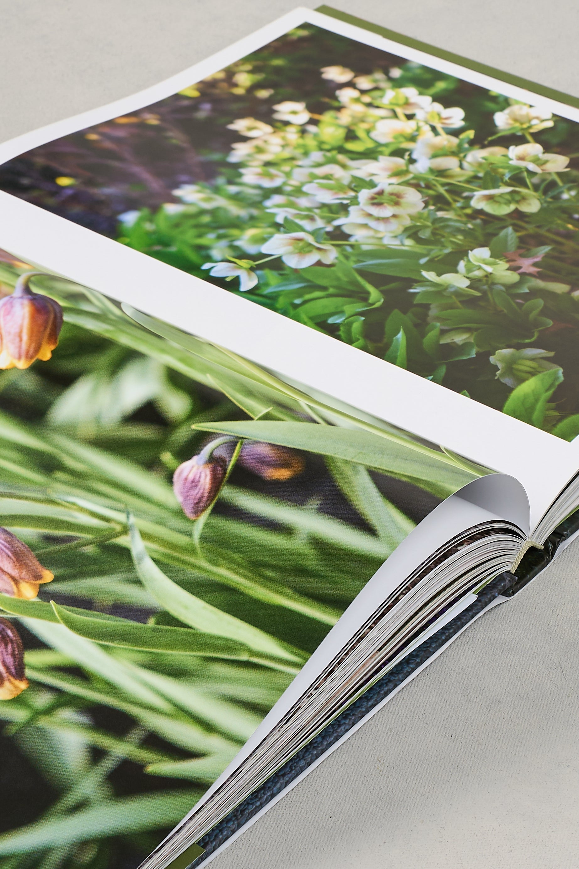 Stonefields Book